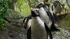 Vignette Regarder Notre planète | Site officiel de Netflix