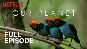 Netflix offre les documentaires "Notre Planète" gratuitement