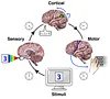 Vignette Mental chronometry - Wikipedia