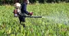 Vignette Pesticides : le chiffre bidon de Cash Investigation  – Libération